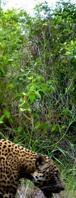 Jaguar in Paynes Creek National Park